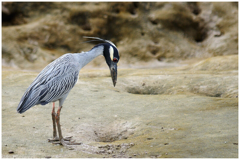 Yellow-crowned Night Heronadult