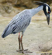 Yellow-crowned Night Heron