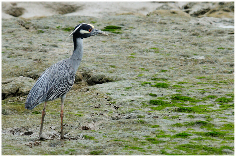 Yellow-crowned Night Heronadult