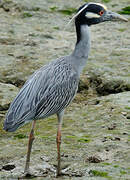 Yellow-crowned Night Heron