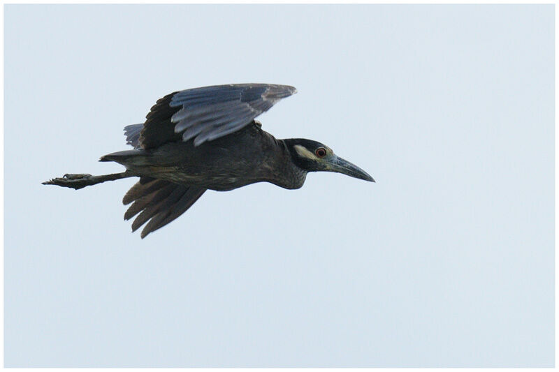 Yellow-crowned Night Heronadult