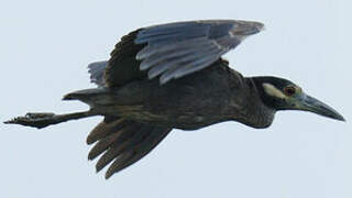 Yellow-crowned Night Heron