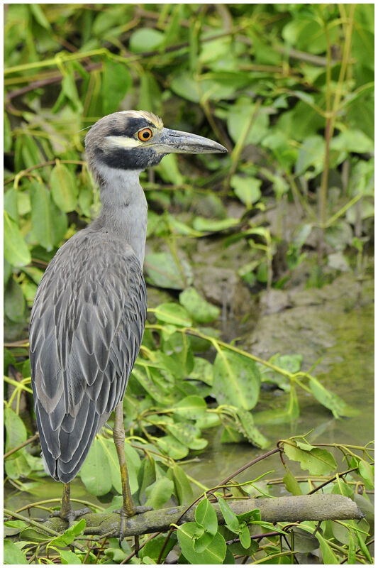 Yellow-crowned Night Heronadult