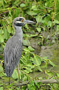 Yellow-crowned Night Heron