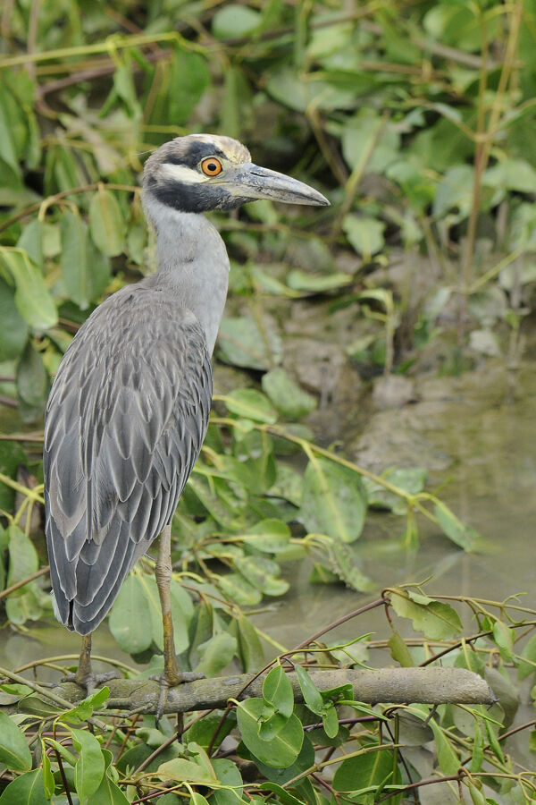 Yellow-crowned Night Heronadult