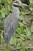 Yellow-crowned Night Heron