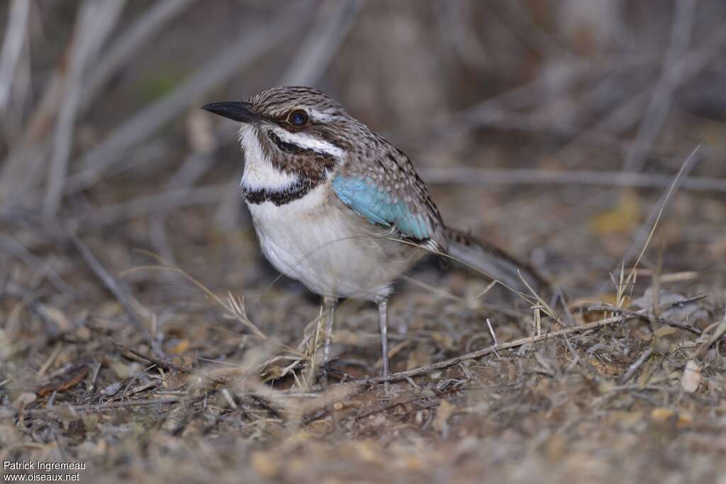 Long-tailed Ground Rolleradult, aspect