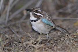 Long-tailed Ground Roller