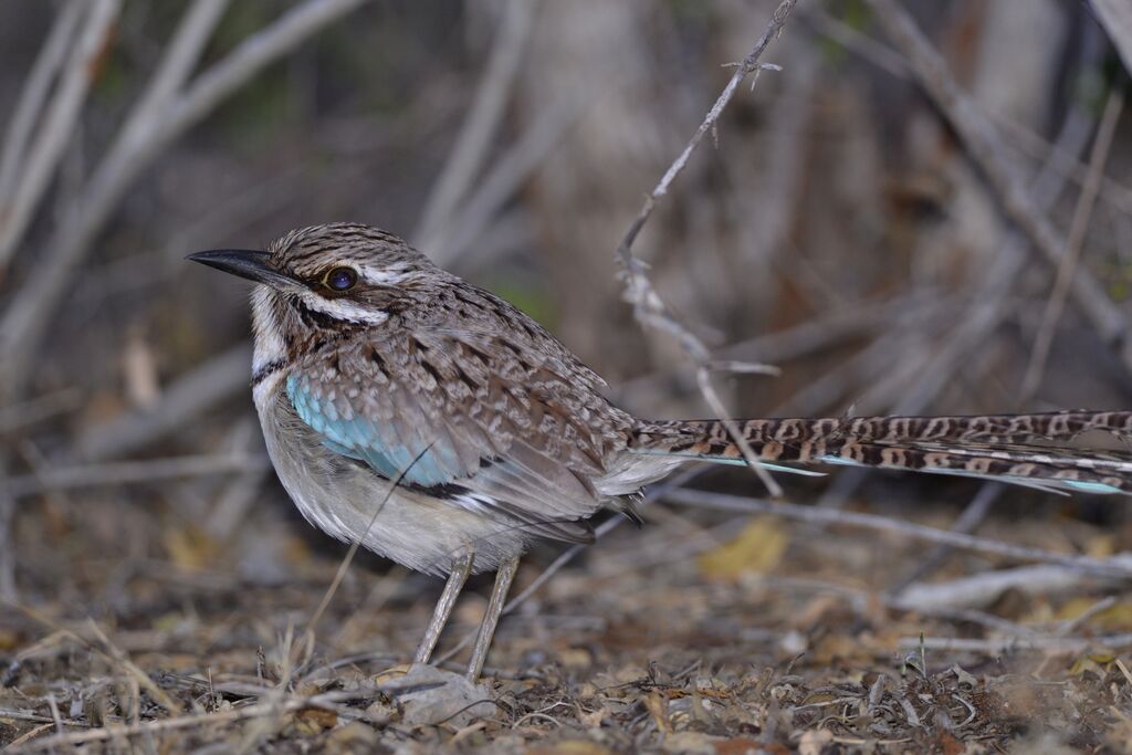 Long-tailed Ground Rolleradult