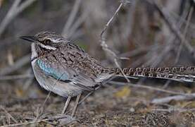 Long-tailed Ground Roller