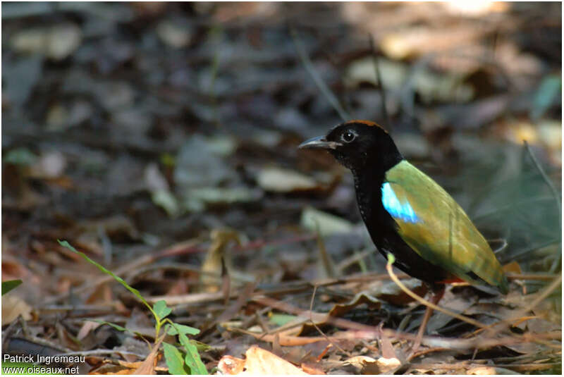 Rainbow Pittaadult, identification