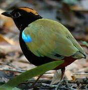 Rainbow Pitta