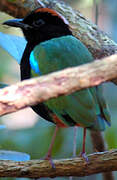 Rainbow Pitta