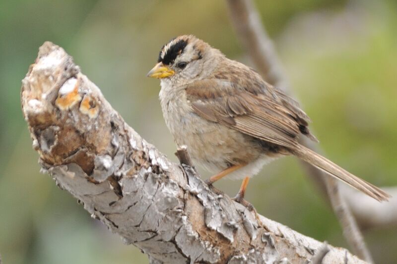 White-crowned Sparrowadult