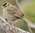 Bruant à couronne blanche