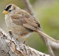 White-crowned Sparrow