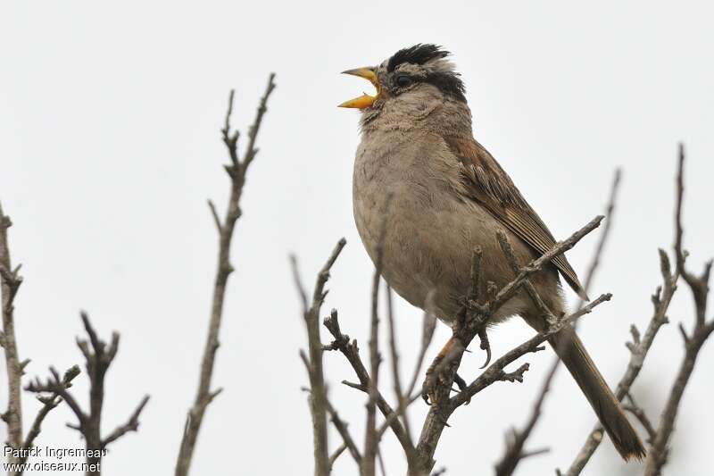 Bruant à couronne blancheadulte, chant