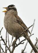 Bruant à couronne blanche