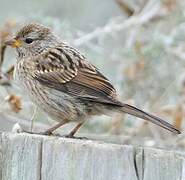 White-crowned Sparrow