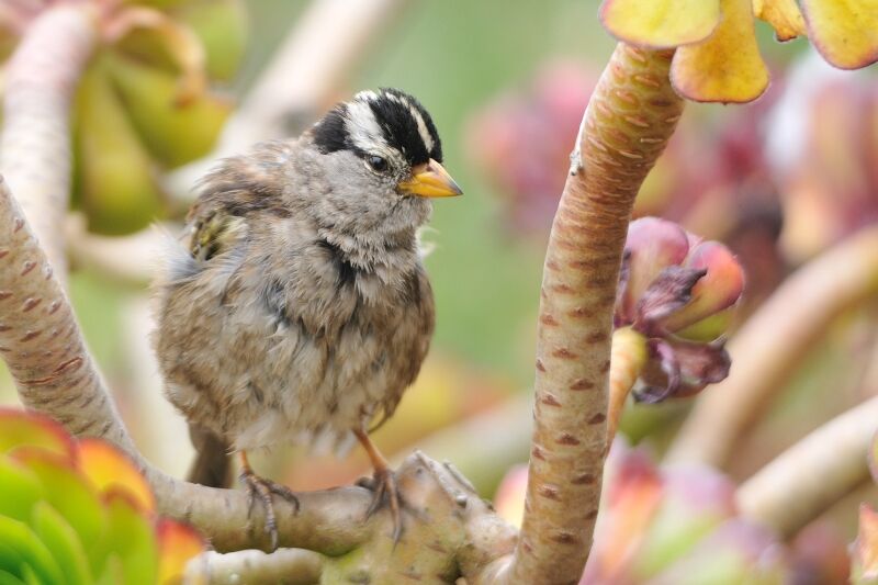 White-crowned Sparrowadult