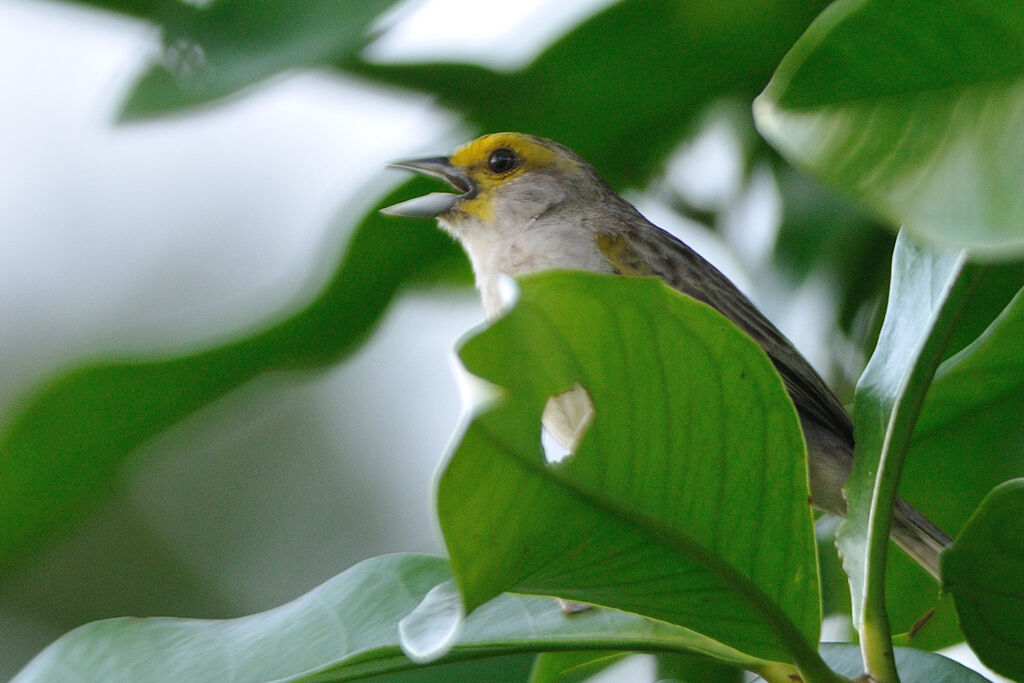 Yellow-browed Sparrowadult, identification