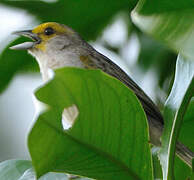 Yellow-browed Sparrow