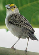 Yellow-browed Sparrow