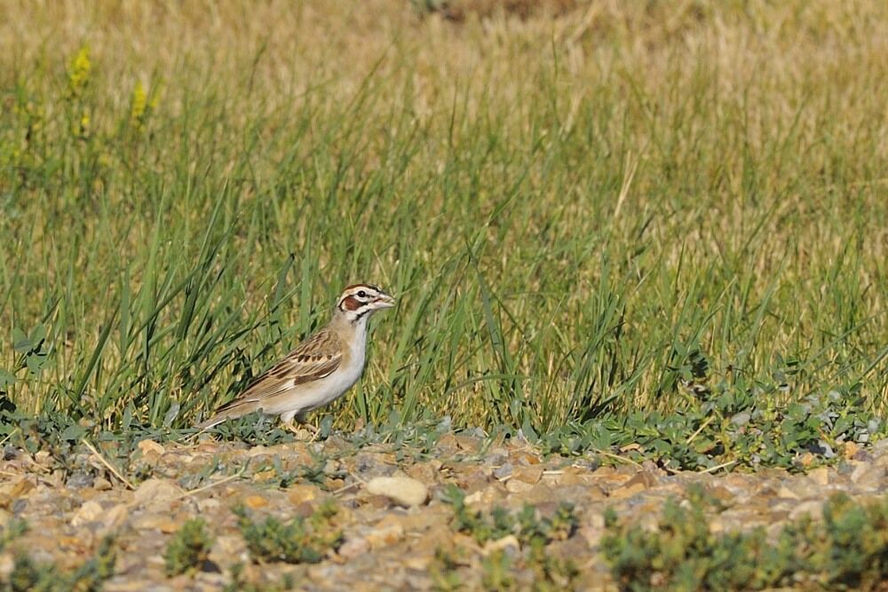 Lark Sparrow