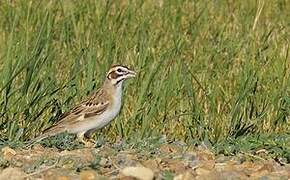 Lark Sparrow