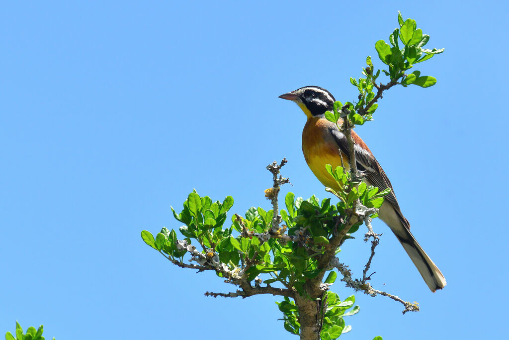 Golden-breasted Bunting male adult