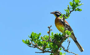 Golden-breasted Bunting