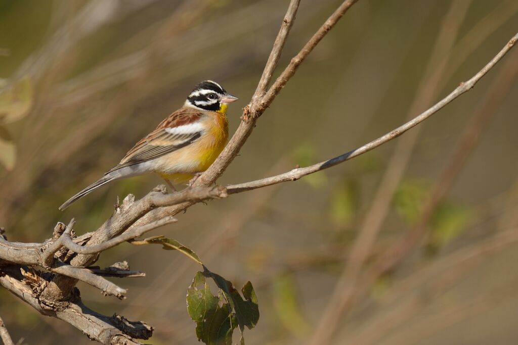 Bruant à poitrine dorée mâle adulte
