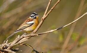 Bruant à poitrine dorée