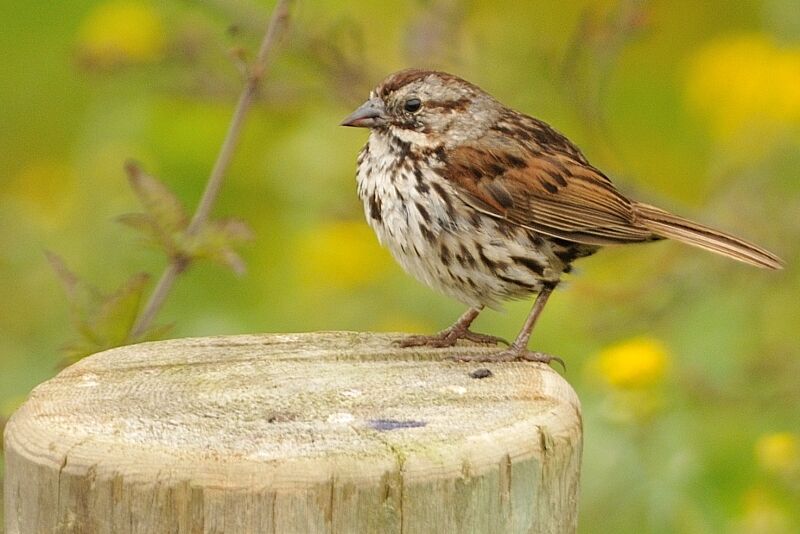 Song Sparrowadult