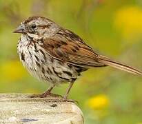 Song Sparrow