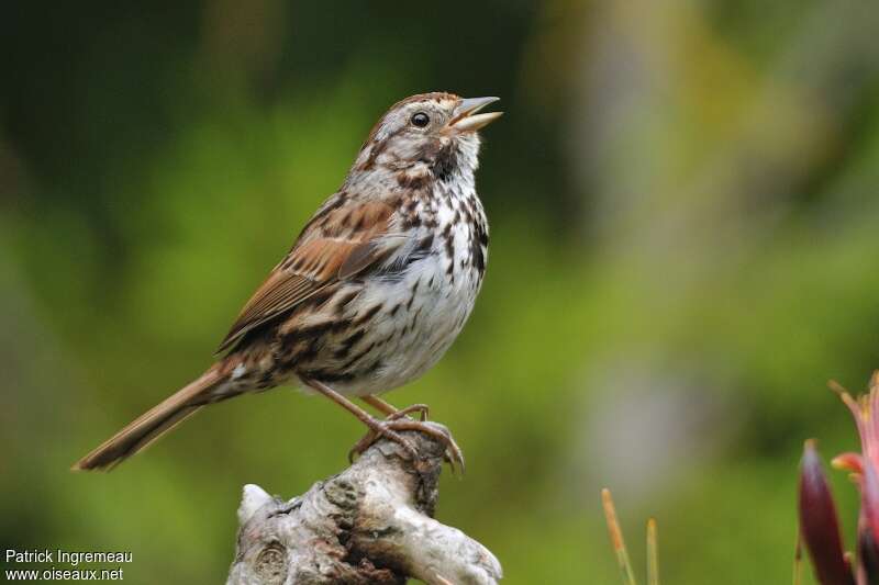 Song Sparrowadult, song