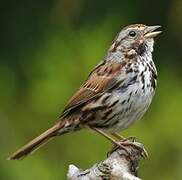 Song Sparrow