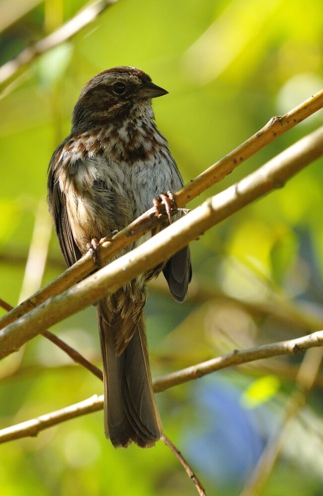 Song Sparrow