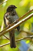 Song Sparrow