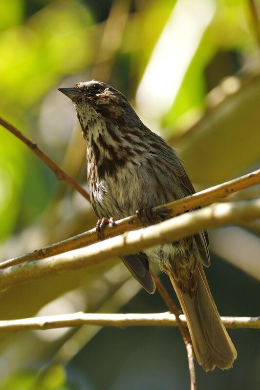Song Sparrowadult