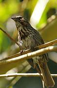 Song Sparrow