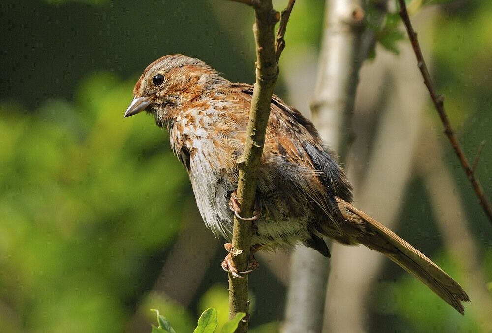 Song Sparrowadult