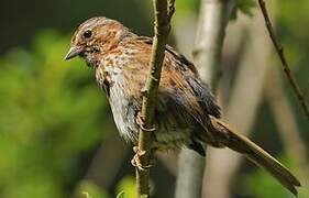 Song Sparrow