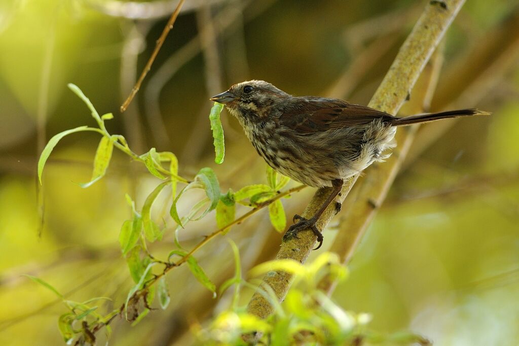 Song Sparrow