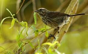 Song Sparrow