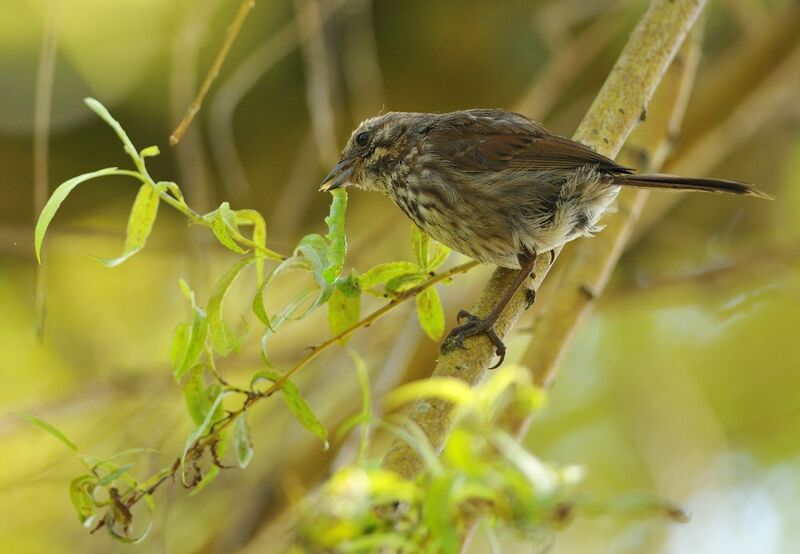 Song Sparrowadult, feeding habits