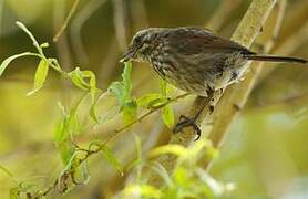 Song Sparrow