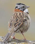 Rufous-collared Sparrow