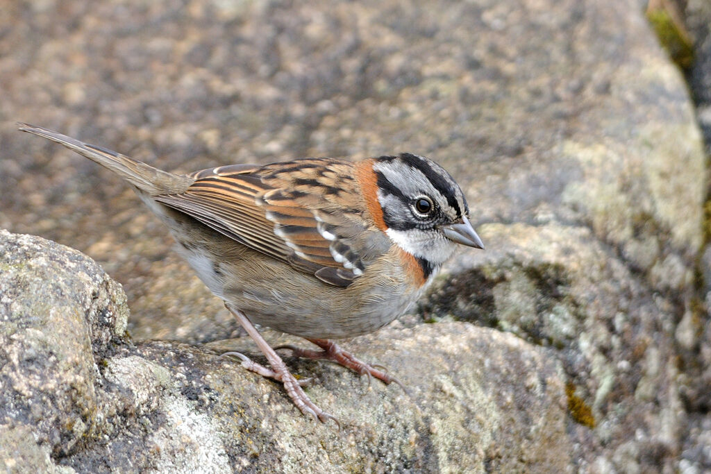 Bruant chingoloadulte, identification