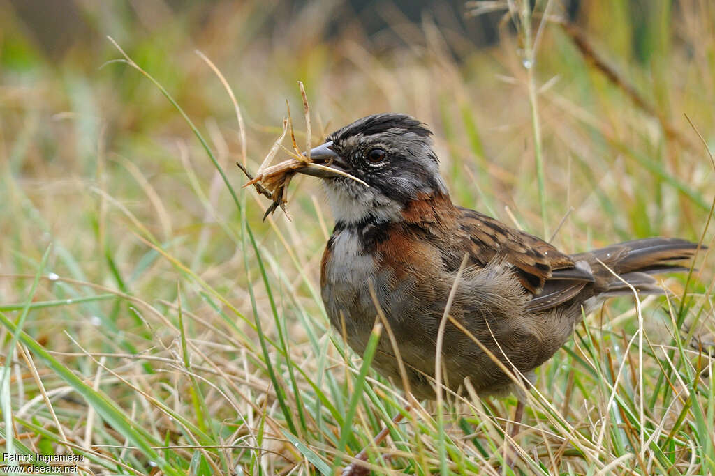 Rufous-collared Sparrowadult